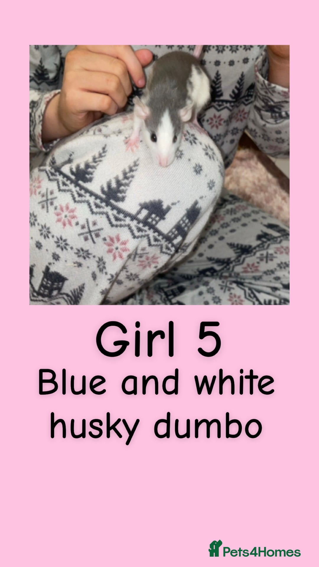 Rat rodents for sale: Beautiful baby rats looking for forever homes! - Advert 5