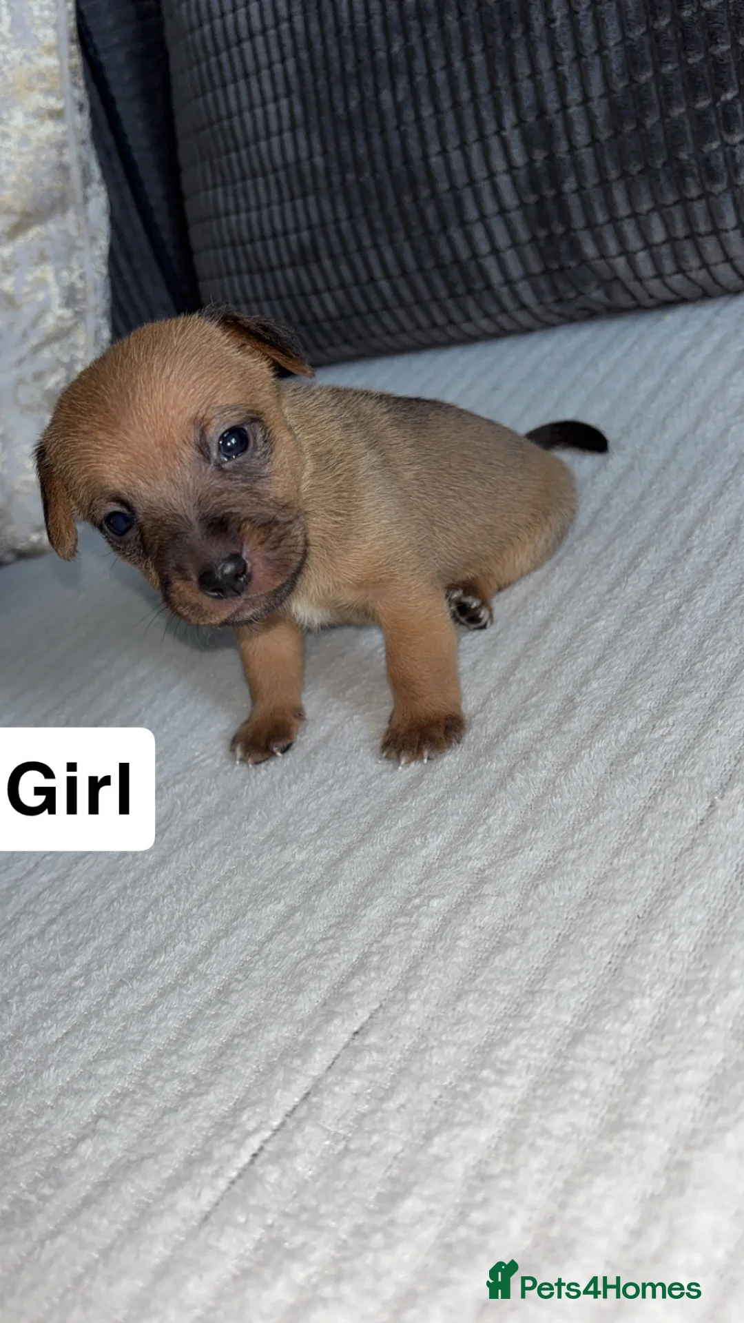 Jack Russell dogs for sale: 9 beautiful jack russells  in Evesham - Advert 2