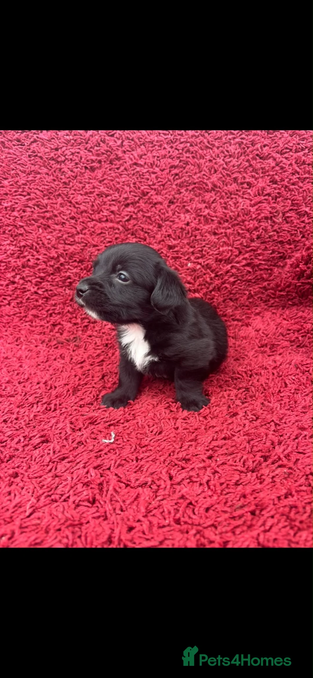 Jack Russell dogs for sale: Rough coated Jack Russell puppys in Leicester - Advert 5