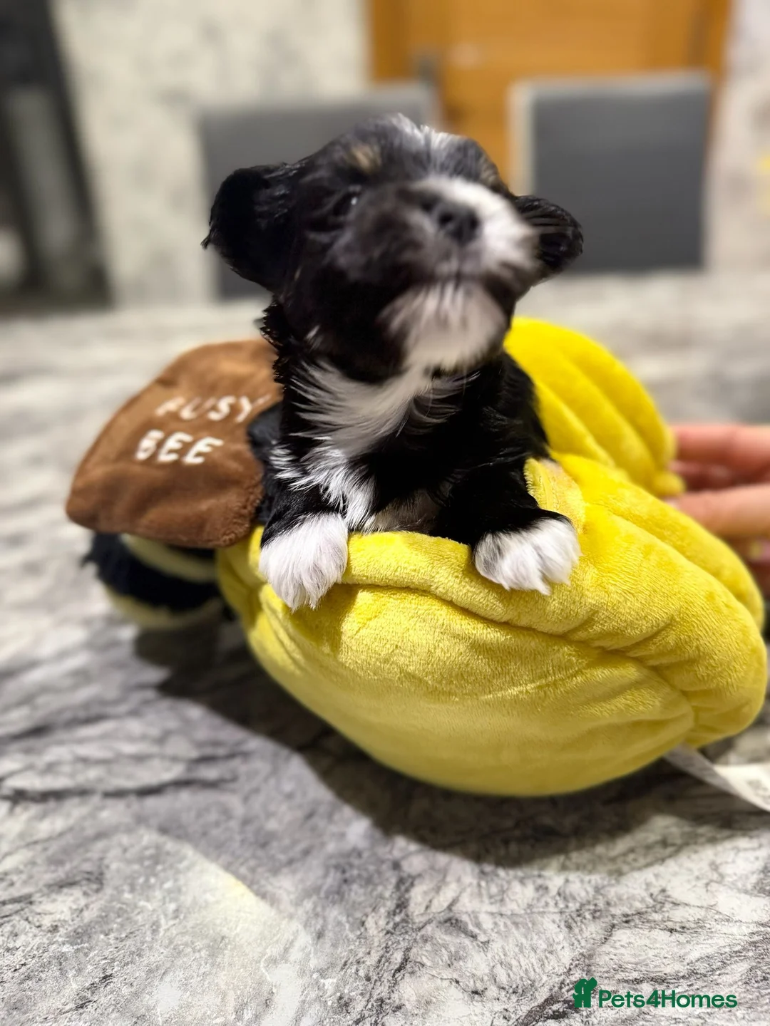 Biewer Terrier dogs for sale: Biewer Terrier  - Advert 24