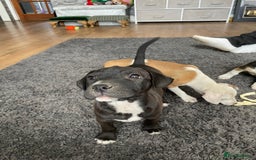 Mixed Breed dogs for sale: Terrier cross puppies for sale.  - Image 12