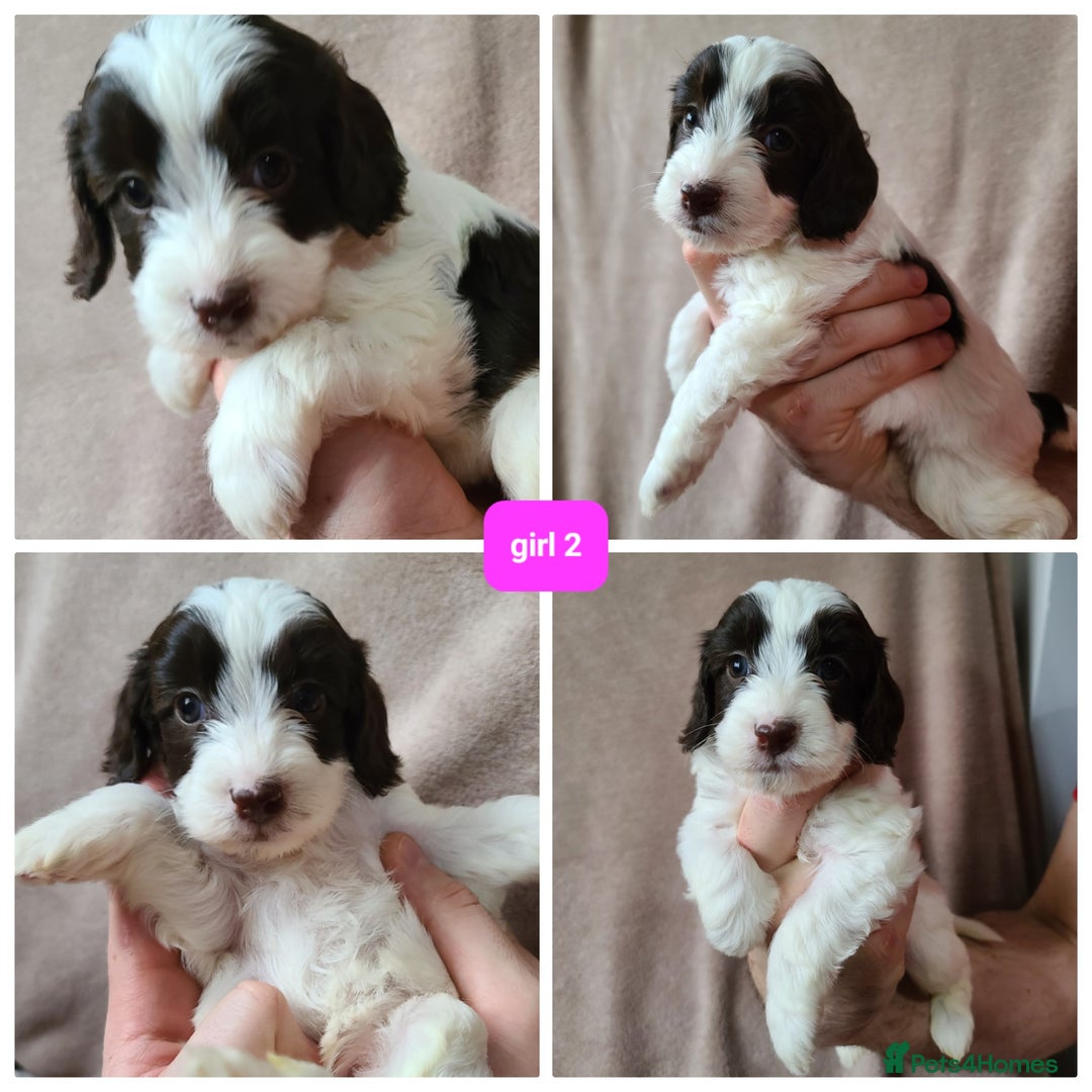 Cockapoo dogs for sale: F1 cockapoos. DNA Health Tested. Chocolate Parti - Advert 13
