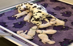Dalmatian dogs for sale: LouAbidora  - Image 6
