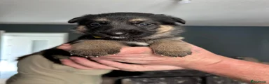 German Shepherd Puppy 4