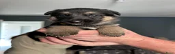 German Shepherd dogs for sale: 11 beautiful German Shepard  in Ebbw Vale - Advert 19