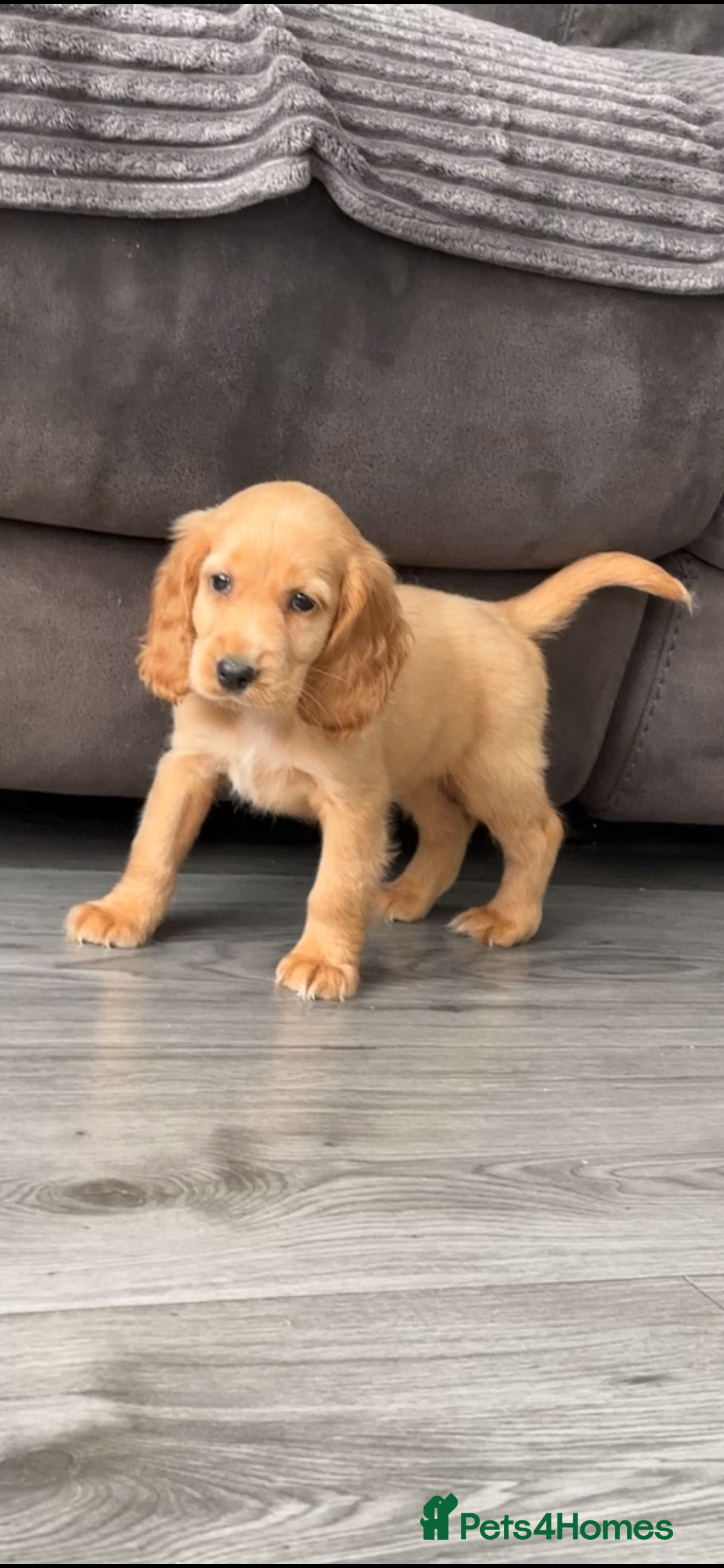 Cocker Spaniel dogs Red cocker spaniel puppies  - Advert 2