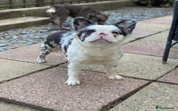French Bulldog dogs for sale: Fluffy koi french bulldog  - Image 3