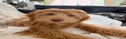Goldendoodle dogs for sale: Stunning Multigenerational Goldendoodles Licensed  - Advert 17