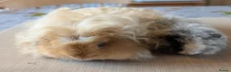 Guinea Pig rodents for sale: Gorgeous boys looking for 5* home - Advert 1