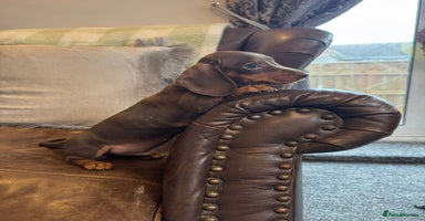 Miniature Dachshund dogs Miniature Dachshund Puppies  - Advert 2