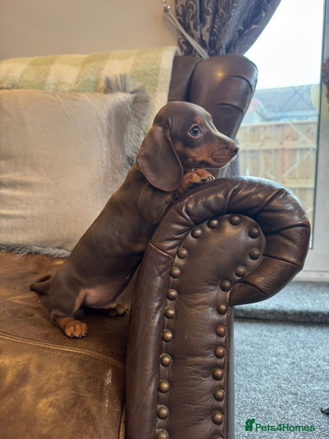 Miniature Dachshund dogs for sale: Miniature Dachshund Puppies  - Advert 3