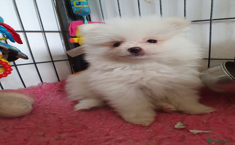 Pomeranian dogs - Advert 11