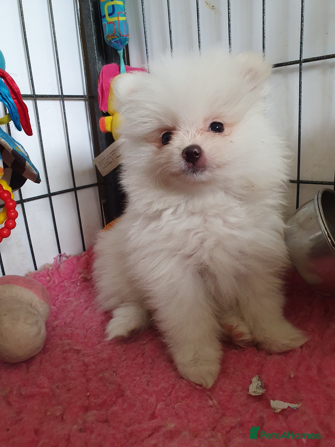 Pomeranian dogs for sale: Pomeranian puppies Ready Now. 1 white Male LEFT!! - Image 5
