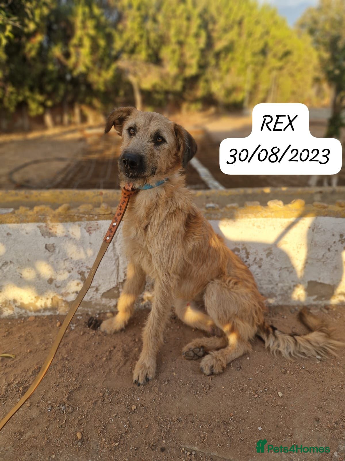 Mixed Breed dogs Urgent Now!🚨 Can you please give REX a home? - Advert 1