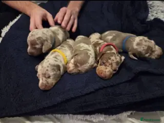 Miniature Dachshund dogs Smooth Haired Mini Dachshunds - Advert 4