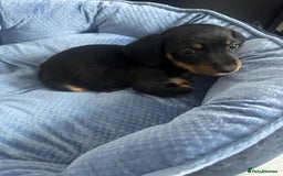 Chihuahua dogs for sale: Miniature dashshund Only 8 weeks old - Image 9