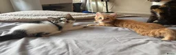 Mixed Breed cats for sale: 5 beautiful kittens ready for new home - Advert 13
