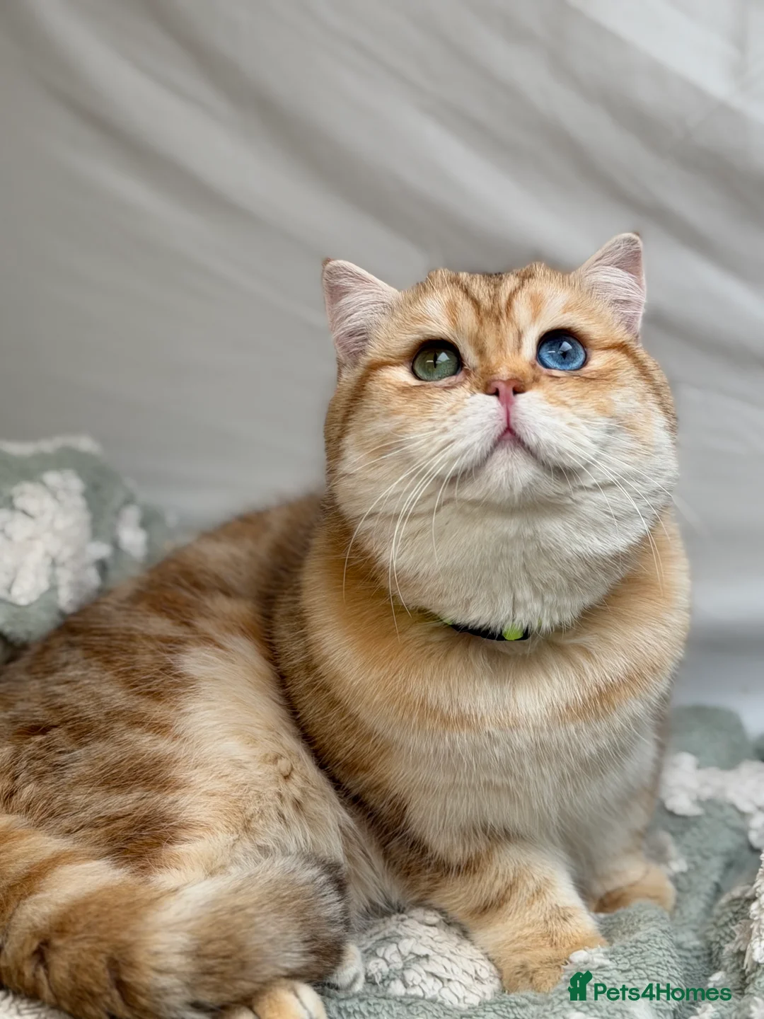 British Shorthair cats for stud: British shorthair Golden lovely stud boy GCCF - Advert 17