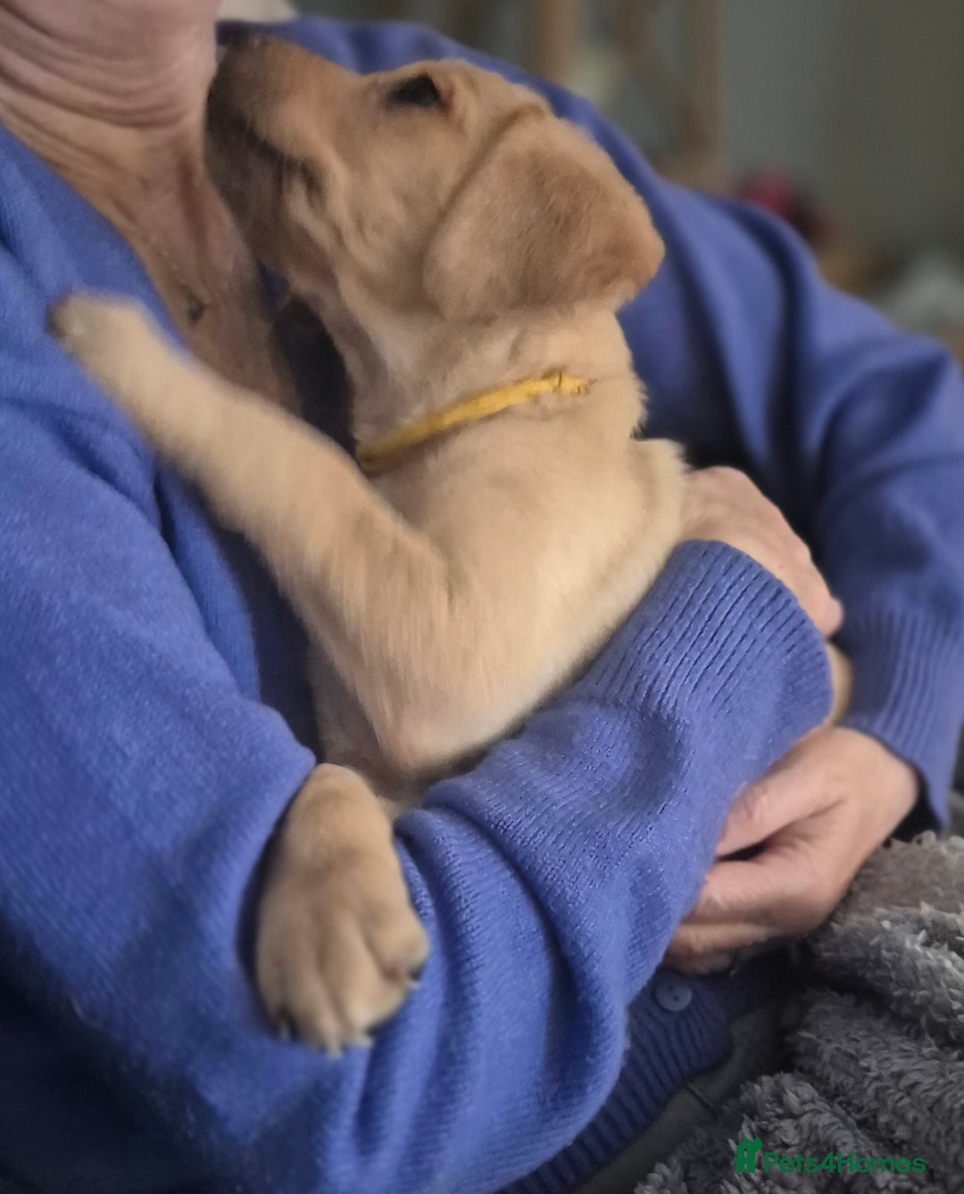Labrador Retriever dogs for sale: Kc registered fox red puppies champion bloodlines  - Advert 2