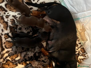 Miniature Dachshund dogs - Advert 21