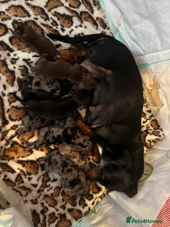 Miniature Dachshund dogs - Advert 3