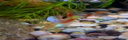 Bettas fish for sale: guppies mix - Advert 14