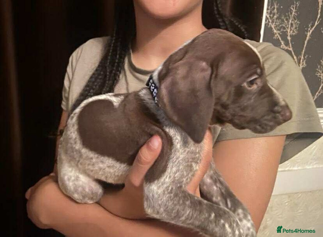 German Shorthaired Pointer dogs for sale: Stunning Litter of GSP puppies - Image 5