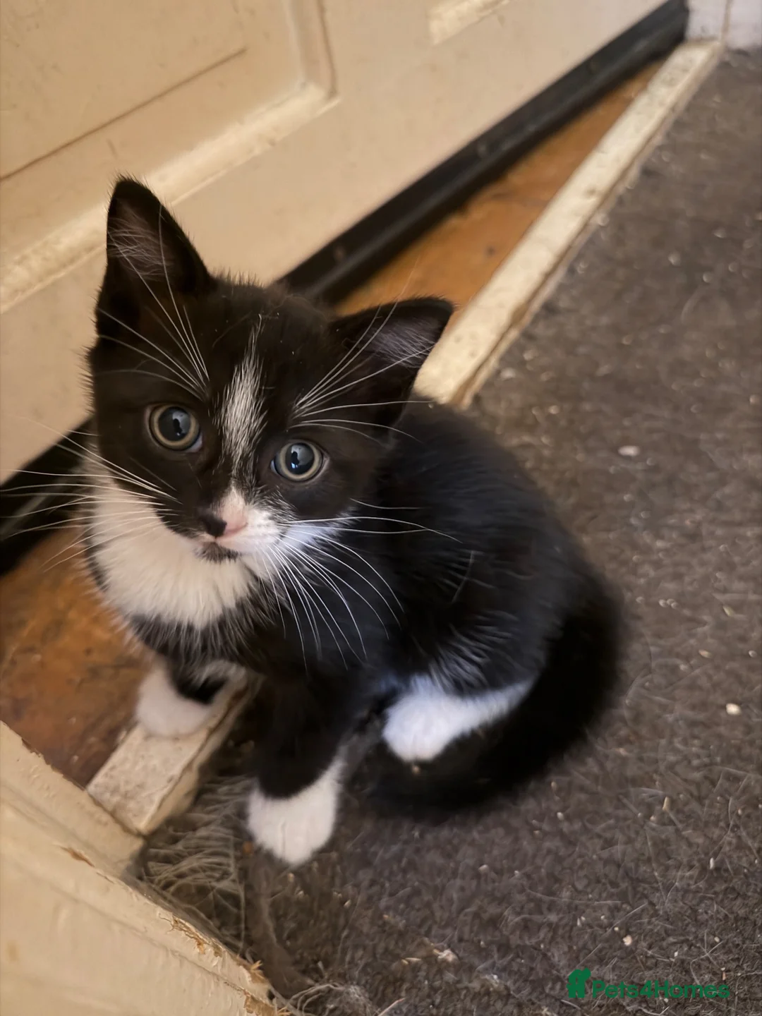 Mixed Breed cats for sale: Little Girl Kitten - Advert 2