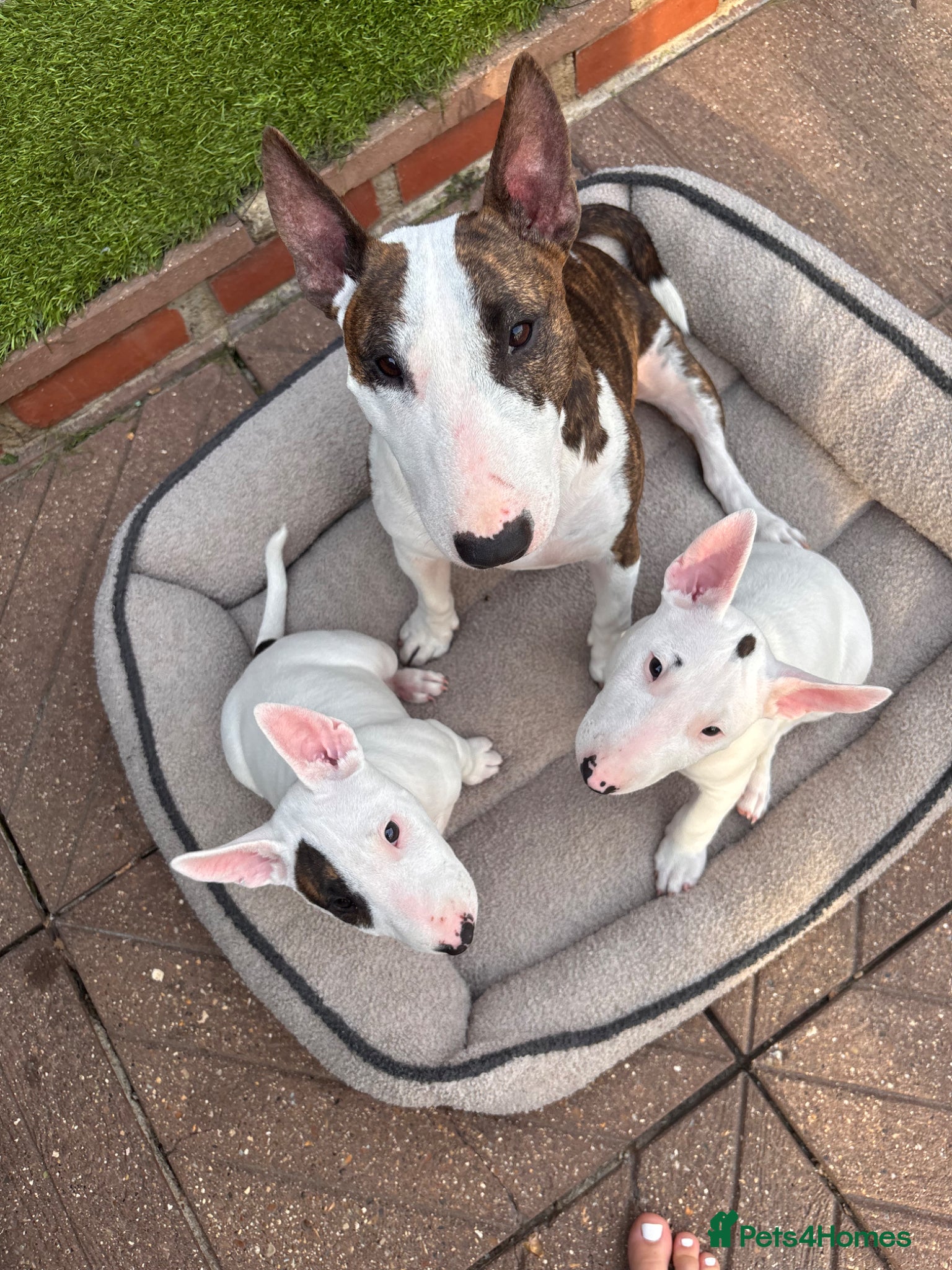 Miniature Bull terrier dogs 1 Male Miniature English bull terrier available  - Advert 1