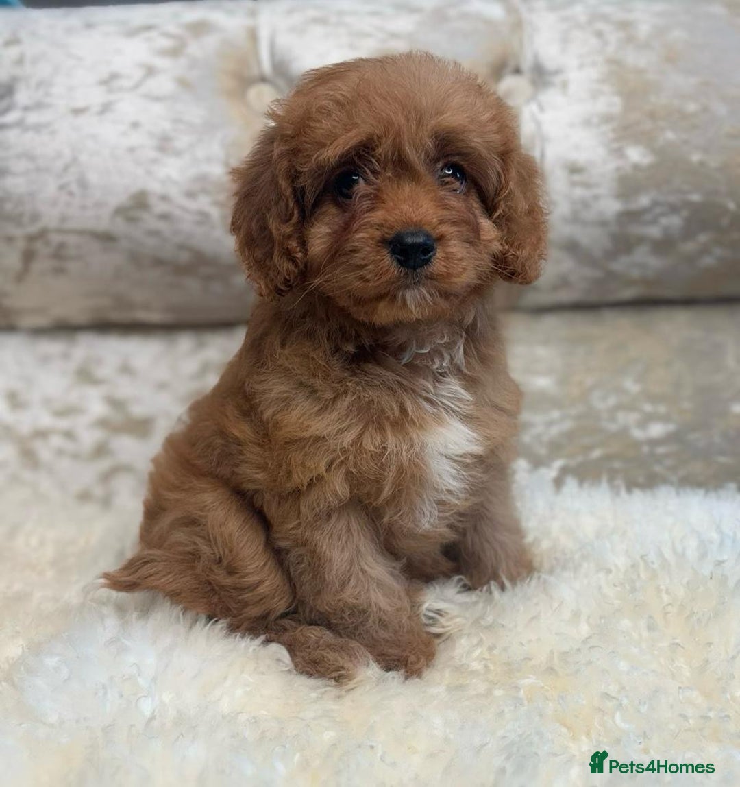 Cavapoo dogs for sale: Stunning f1 quality cavapoo puppies - Image 5