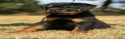Rottweiler dogs for sale: ⭐️ Best Breeding in the UK 🇬🇧 ⭐️ - Advert 11