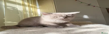 British Shorthair 1