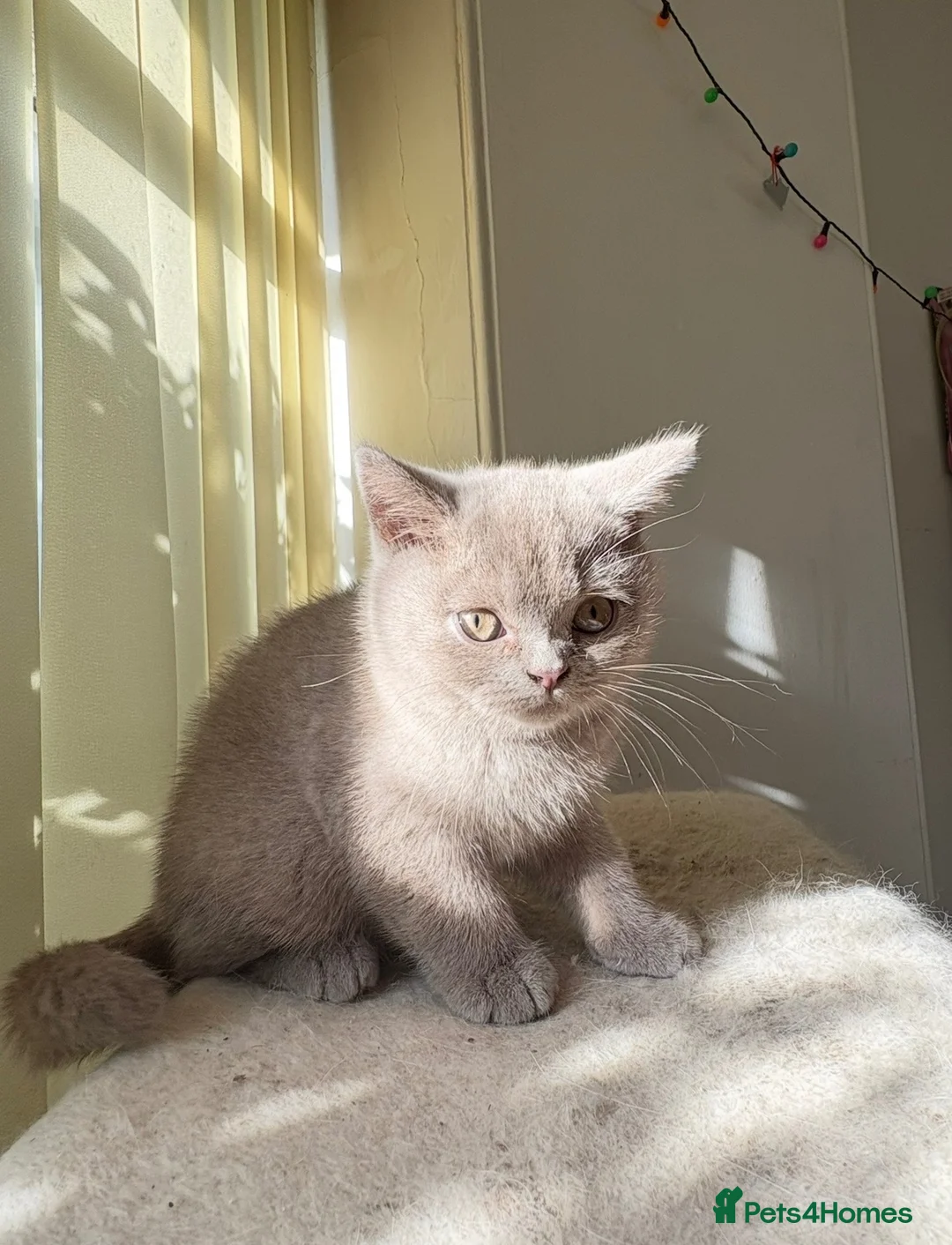 British Shorthair cats for sale: Lilac British Shorthair - Advert 2