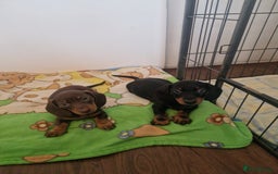 Dachshund dogs for sale: Beautiful litter of Miniature Dachshund puppies - Image 9