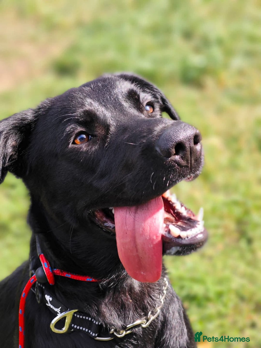 Mixed Breed dogs for adoption: Ben     - Image 3