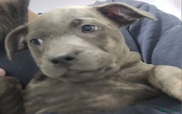 Staffordshire Bull Terrier dogs for sale: Staffy Babies Ready to leave - Image 7
