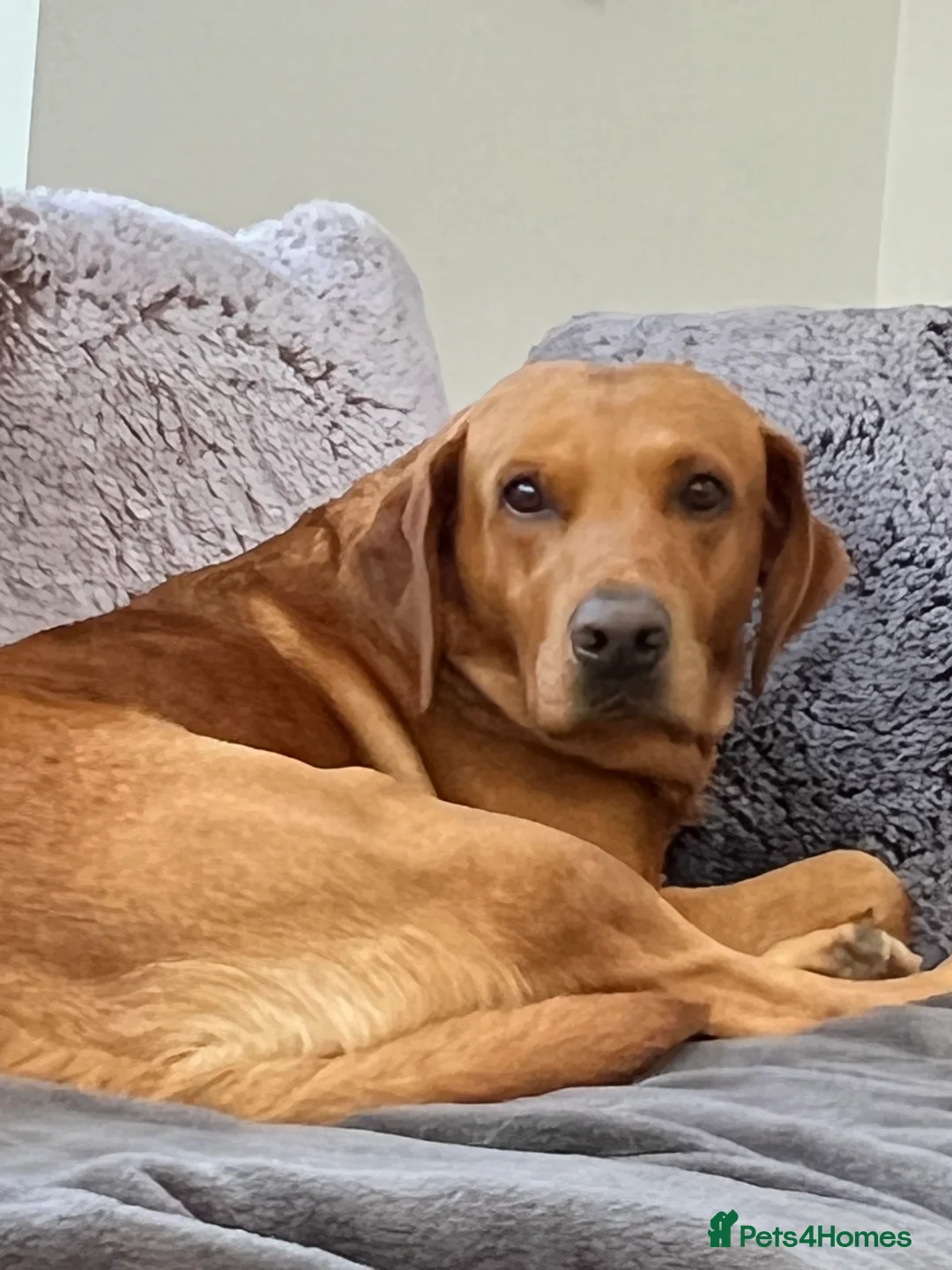 Labrador Retriever dogs for stud: Archer in Northampton - Advert 2