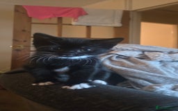 Mixed Breed cats for sale: 3 kittens looking for their forever homes.  - Image 14