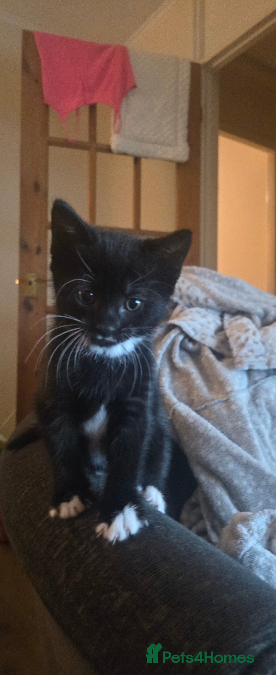 Mixed Breed cats for sale: 3 kittens looking for their forever homes.  - Image 14