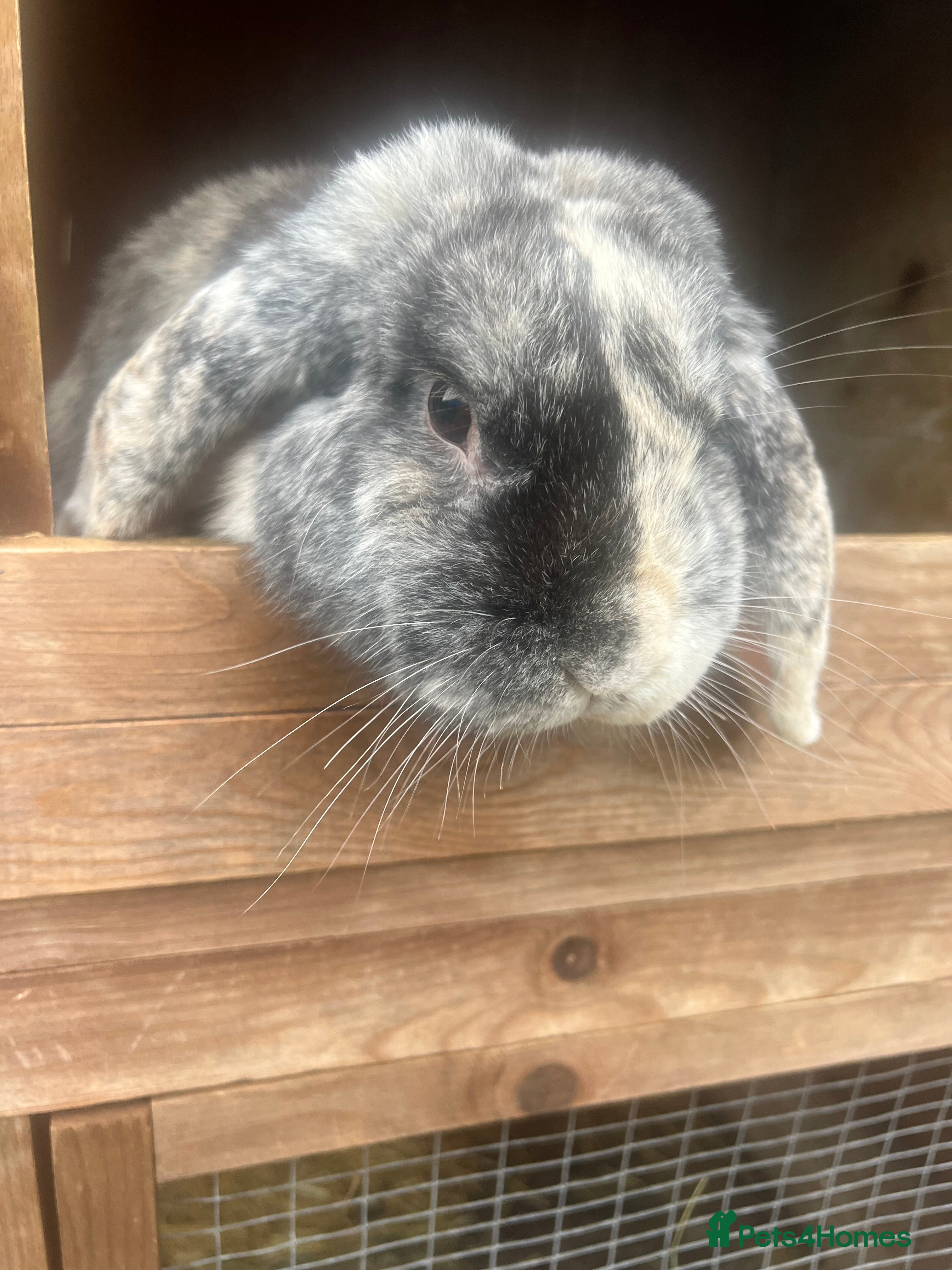 French Lop rabbits Male Lop 10 months old  - Advert 1