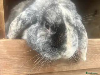 French Lop rabbits Male Lop 10 months old - Advert 1