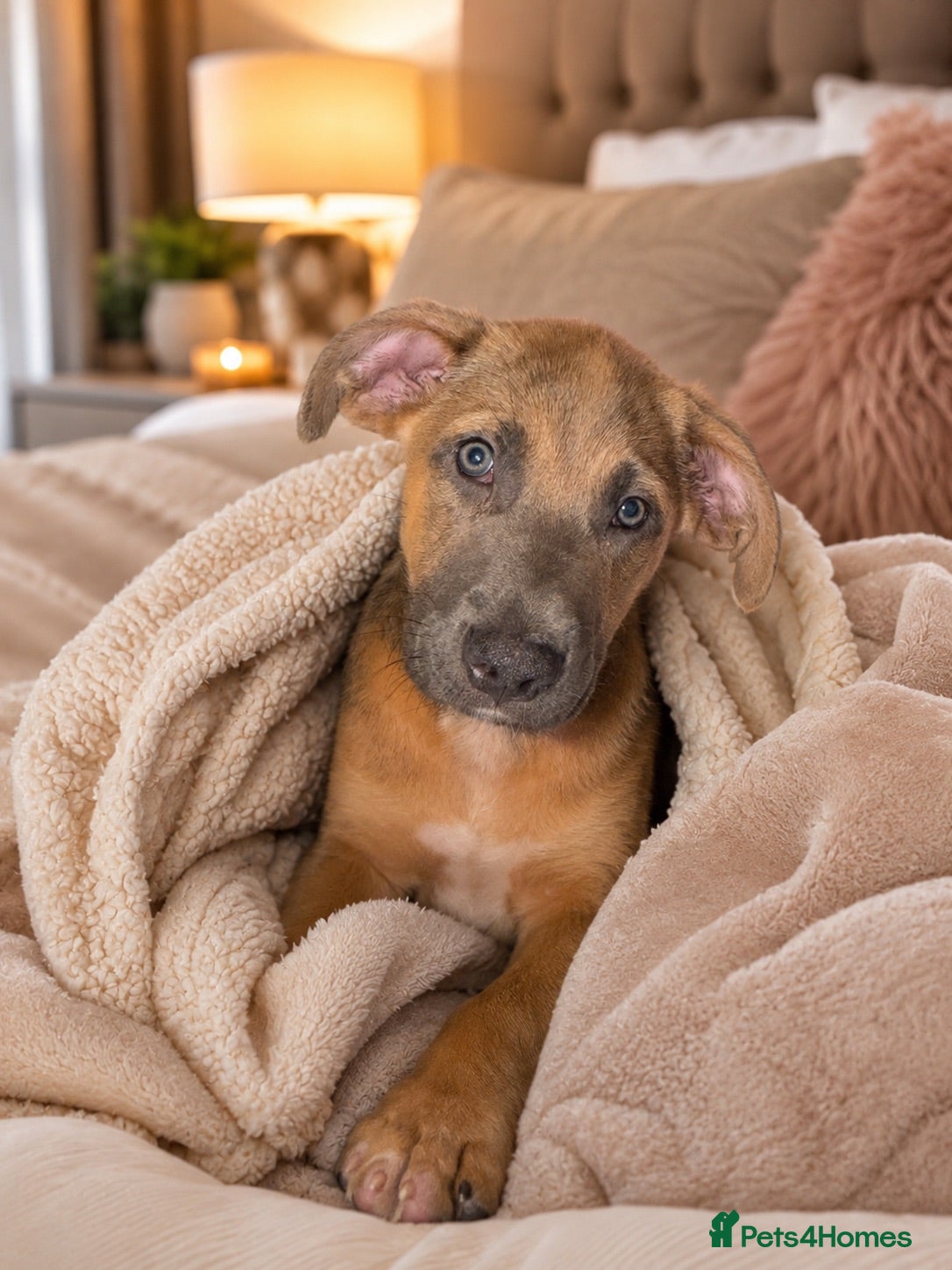 Mixed Breed dogs 9 WEEK OLD GERMAN SHEPHERD CANE CORSO PUP £1000 🐾 - Advert 4