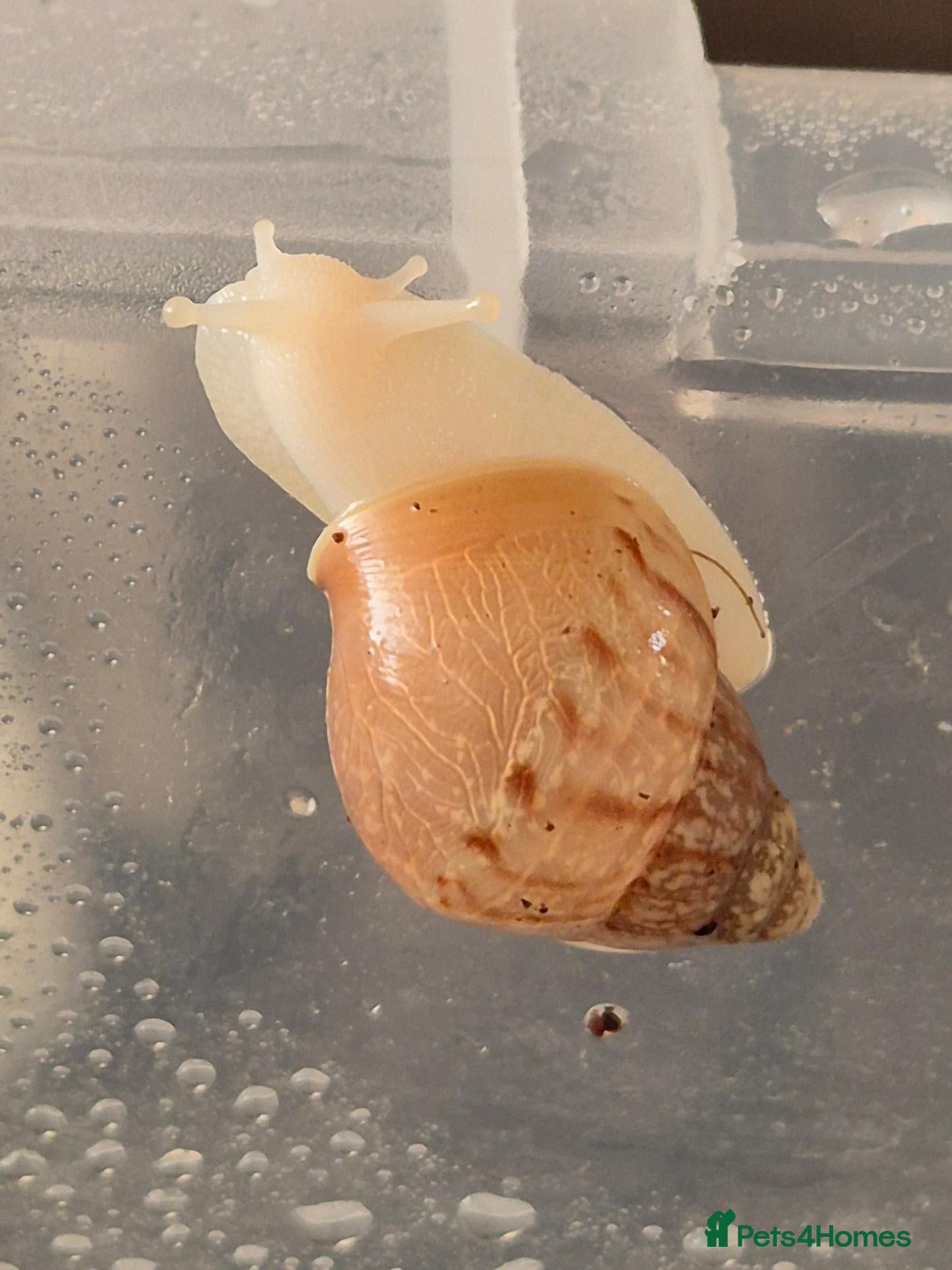 Snails invertebrates Baby Giant African land snail with temp. set up  - Advert 21