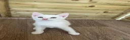 Mixed Breed cats for sale: Angora x kittens - Advert 6