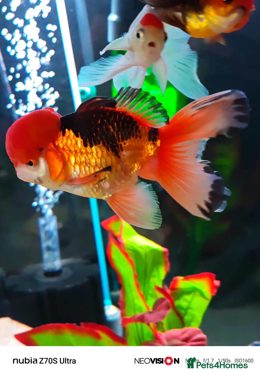 Fancy Goldfish fish for sale: Fancy gold fish orandas  - Image 8