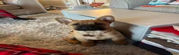 Mixed Breed dogs for sale: Stormi  - Advert 3