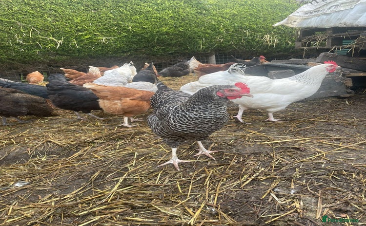 Chickens poultry - Advert 1