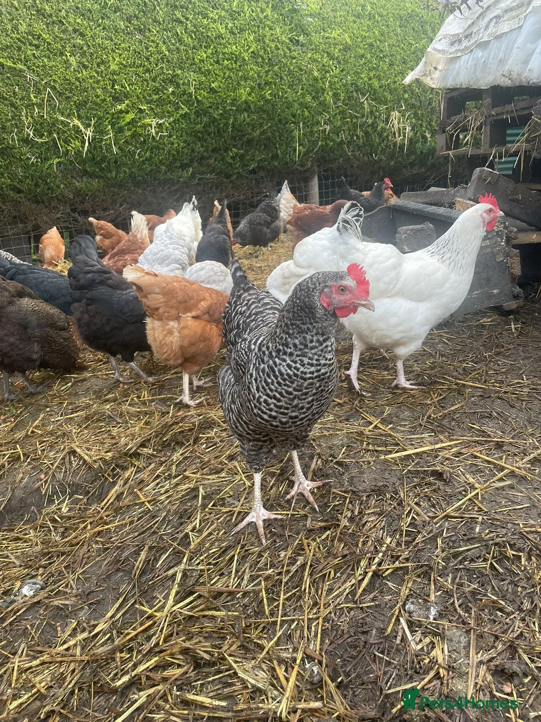 Chickens poultry for sale: Laying hens for sale - Advert 1