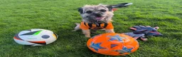 Border Terrier dogs for sale: Bargain! The perfect canine friend for you! in Hull - Advert 3