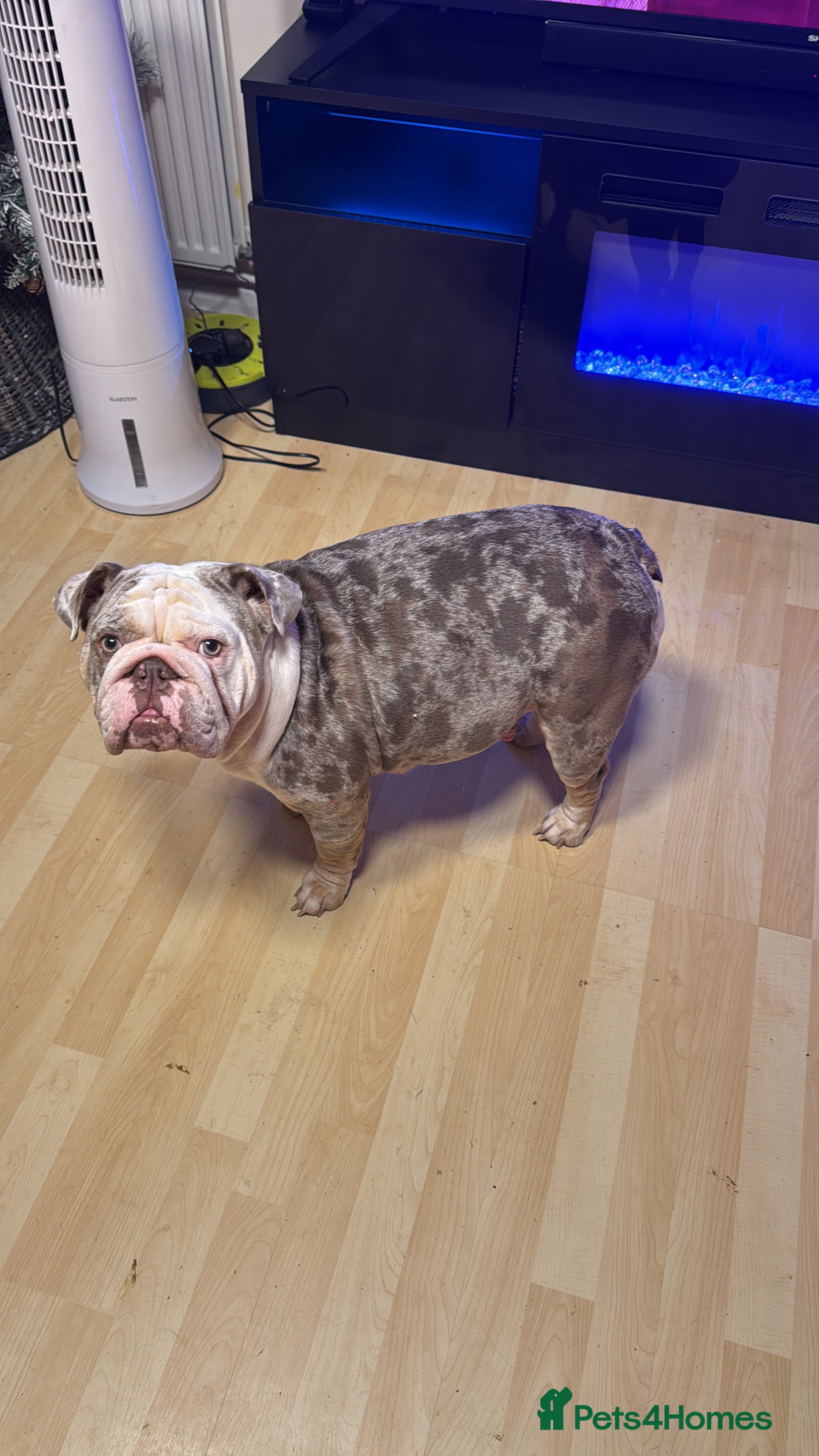 English Bulldog dogs 3 beautiful English bull dogs - Advert 2